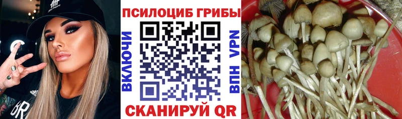 закладка  Верещагино  Галлюциногенные грибы Psilocybe 